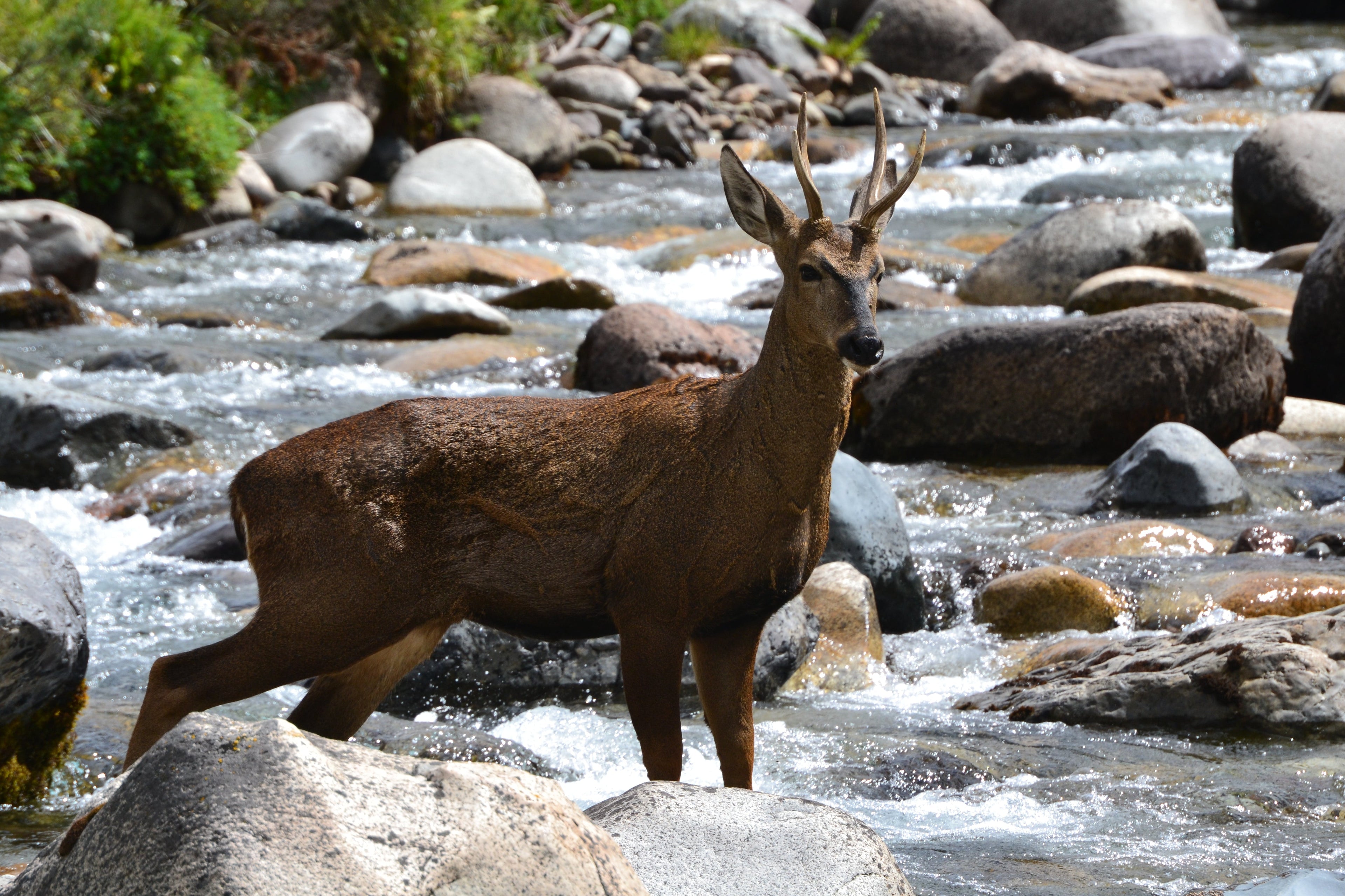 Huemul